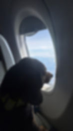 Dog looking out airplane window mid-flight after being fed before travel