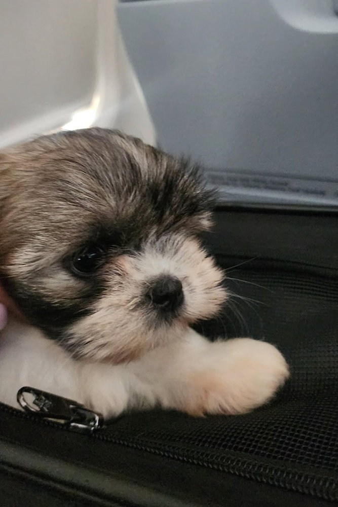 How to Prepare a Puppy for Their First Flight