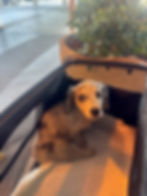 Small puppy resting calmly inside a soft-sided travel carrier at an airport boarding gate