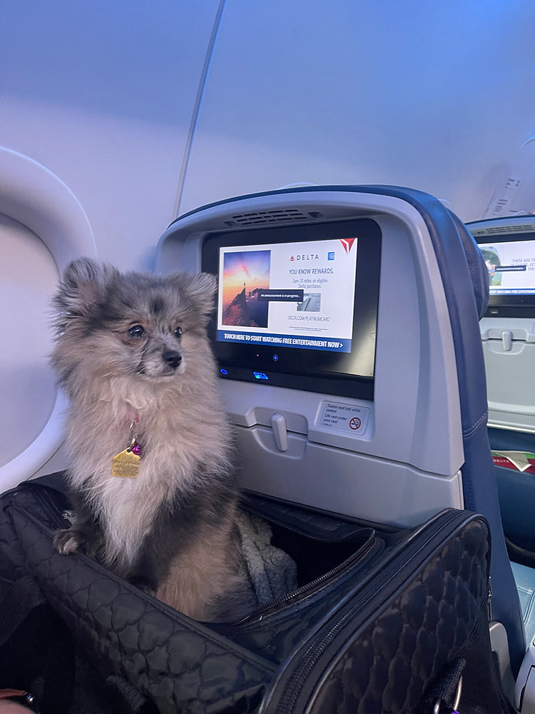 Standby vs. Confirmed Flights for Pets