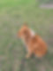 Dog sitting on green grass with a leash attached, looking content and relaxed outdoors.