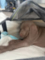puppy sleeping during a flight peacefully