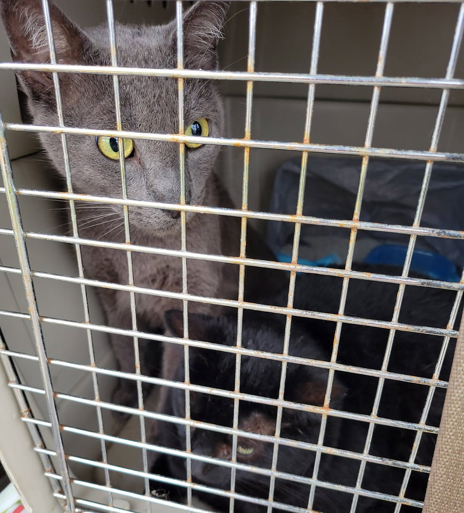Pet Crate Requirements for Air and Ground Transport: What You Need to Know Before You Travel
