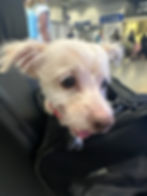 Dog in travel carrier during airport layover as part of the pet transport layover process