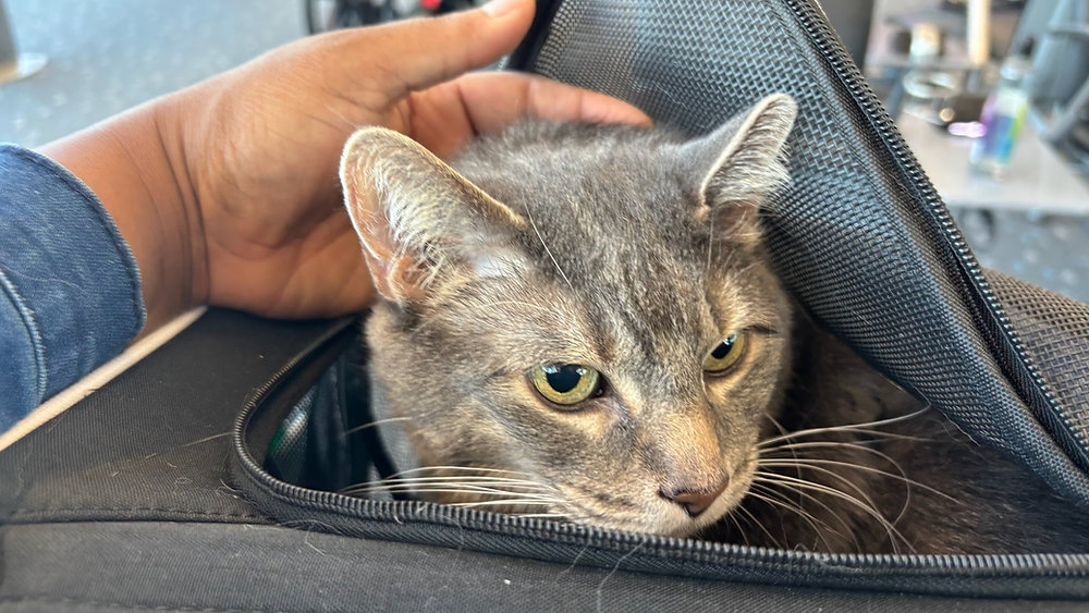 How to Minimize Stress for Pets During Transport