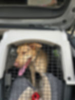 Large dog sitting calmly in a travel crate, gazing off to the side with a relaxed expression.