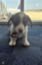 Puppy in airport terminal during pet transport, showing how pet transporters communicate during travel