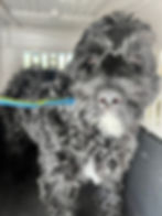Dog safely secured in a travel crate during professional group pet ground transport