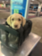 Happy puppy with head poking out of a pet carrier at the airport, ready for safe transport across state lines with PetCommute.