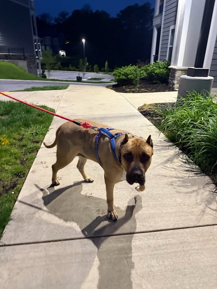 Do Pets Get Bathroom Breaks During Overnight Ground Transport?