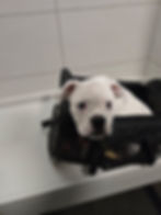 Snub-nosed puppy resting in an airline-approved pet carrier, illustrating breed restrictions for pet travel.
