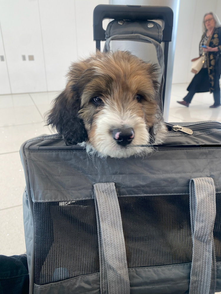 How to Introduce Your Pet to Their Travel Carrier Before a Trip