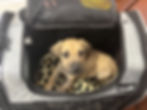 Dog sitting in an airline-approved carrier that fits under a plane seat