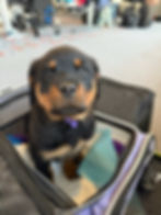 Small puppy sitting in a pet carrier at the airport with its head poking out the top, waiting calmly for a flight.