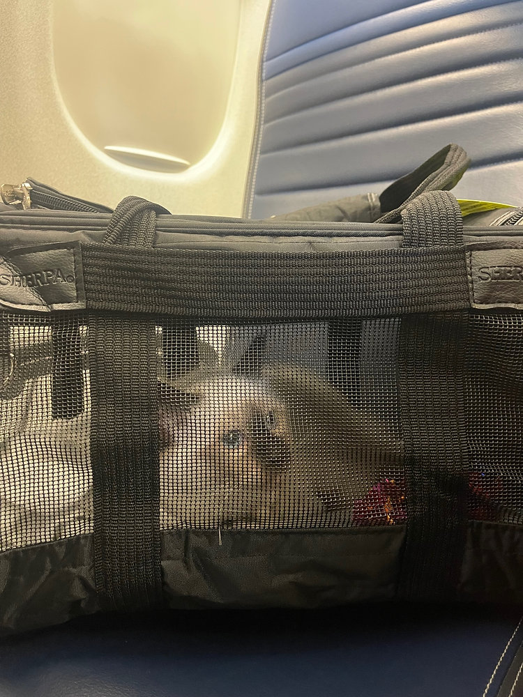 Do Cats go the bathroom while traveling on the Plane?