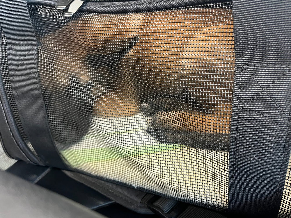 Can a Puppy Fly if It’s Still Potty Training?