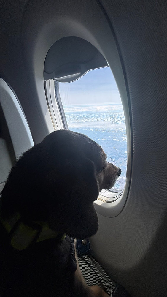 What Time to Feed Your Pet Before Their Flight