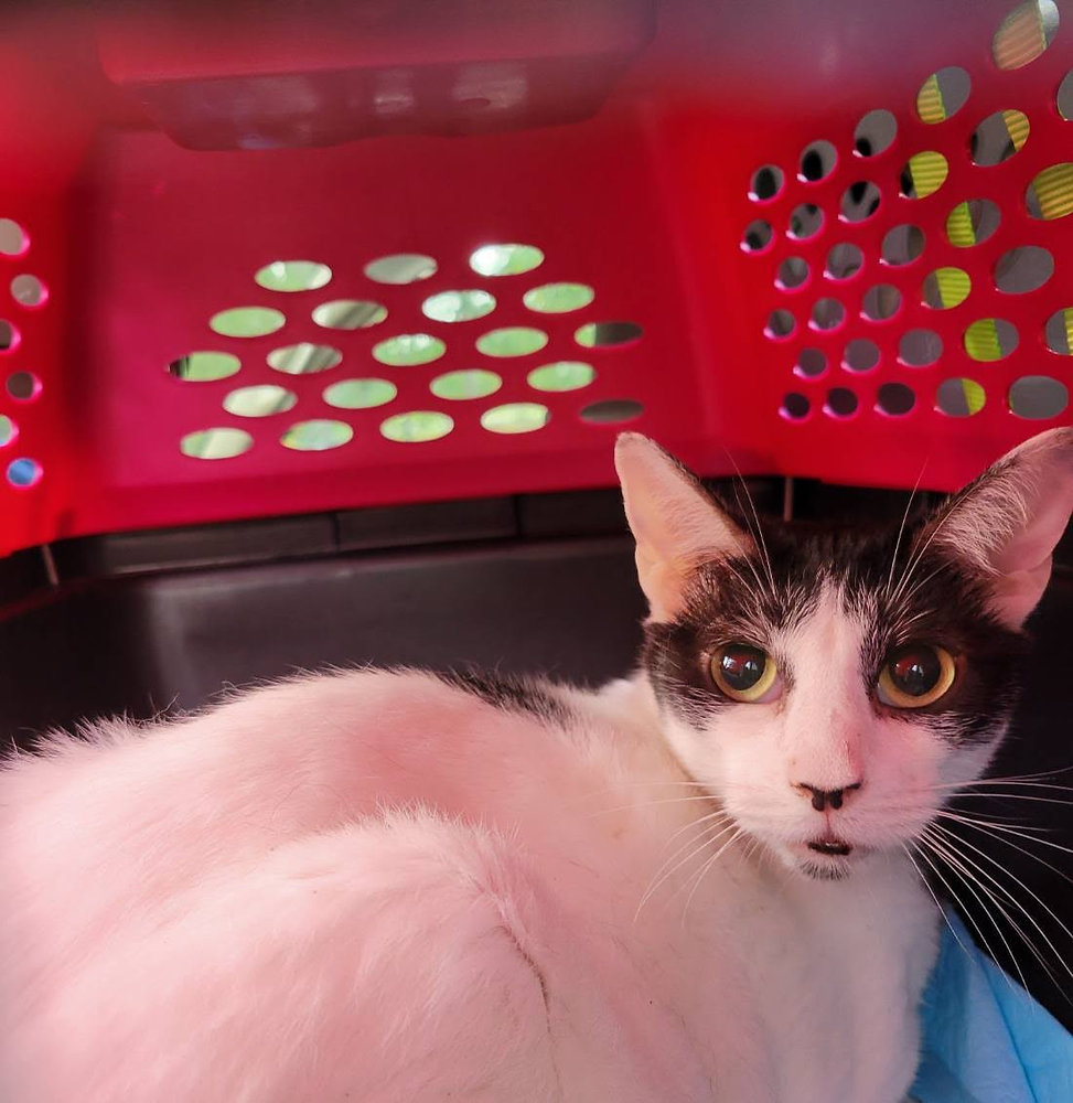 What Happens If My Pet Needs a Potty Break During Ground Transport?