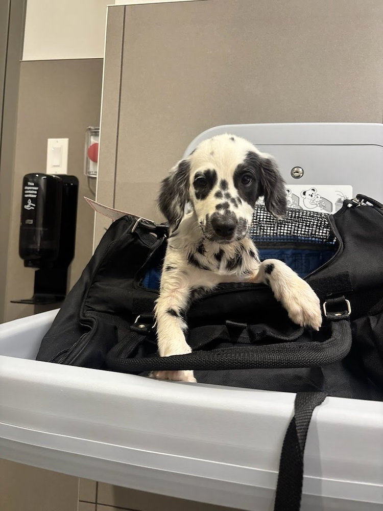 How Do I Prepare my Pet for a Long Layover?