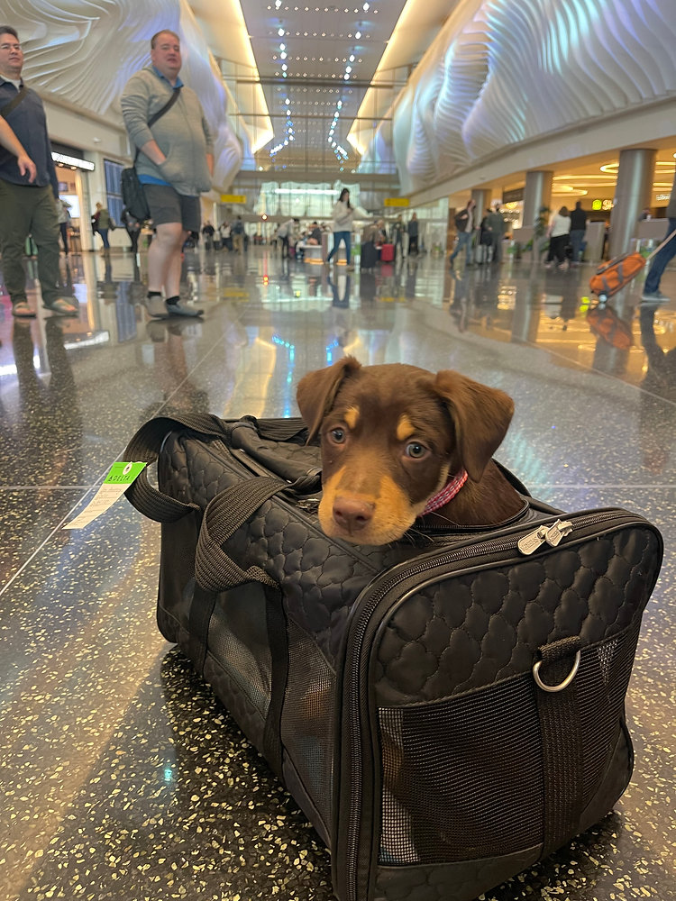 Pet Flight Transportation Requirements
