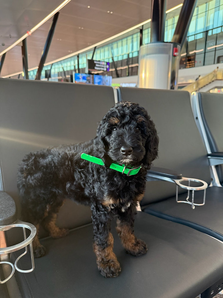 How do Flight Nannies Keep Pets Safe During Airport Security Checks?