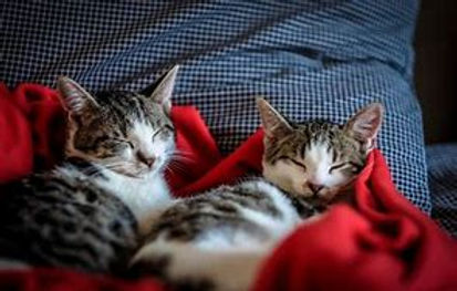 Flying with Two Cats in One Carrier: What You Need to Know