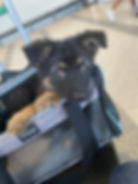 Small puppy resting calmly inside a soft-sided travel carrier during a layover at the airport