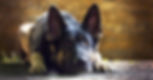 Ease your pet's travel worries with our expert tips and products. Discover a stress-free journey for your furry companion