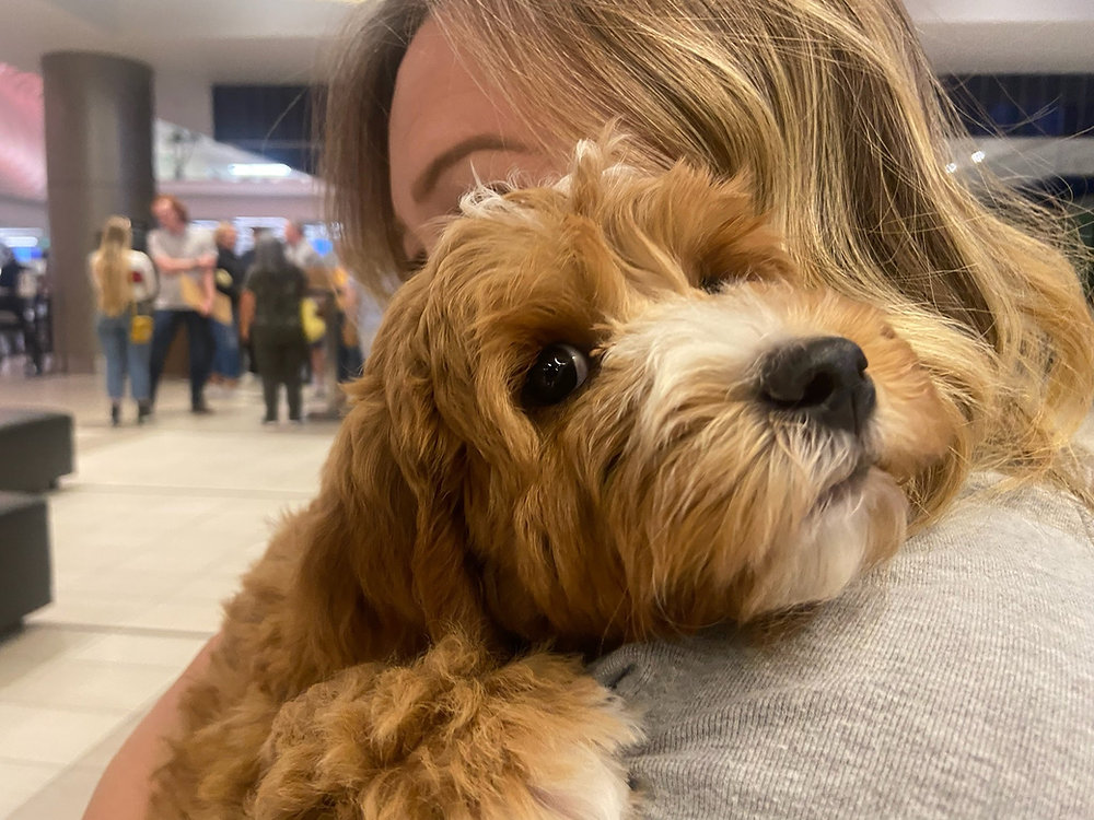 Should I Hire a Company to Transport my Pet?