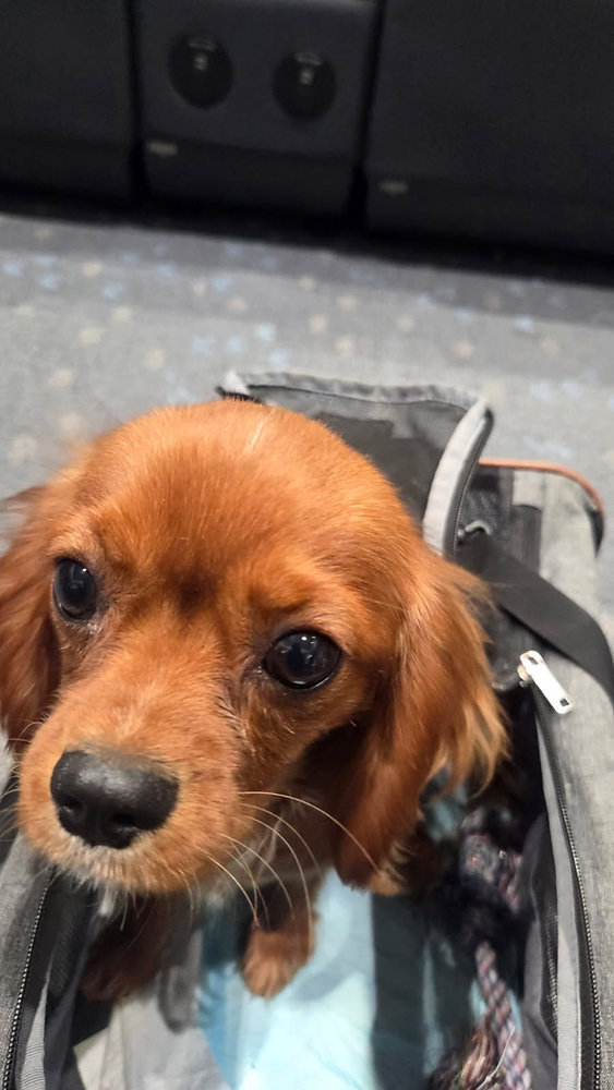 How Do Flight Nannies Handle Flight Delays with Pets?