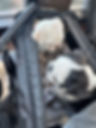 Two small puppies from the same litter resting together in a soft travel carrier, showing when flight nannies can travel with multiple pets at once.