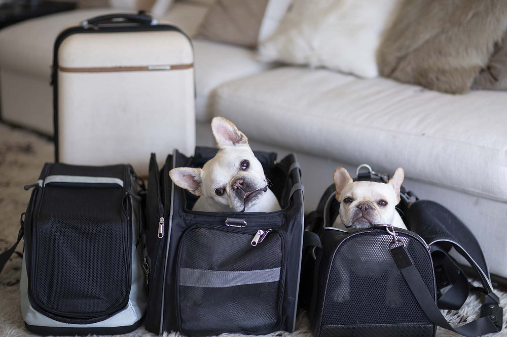 ✈️ Can I Fly with My French Bulldog In-Cabin on American Airlines?