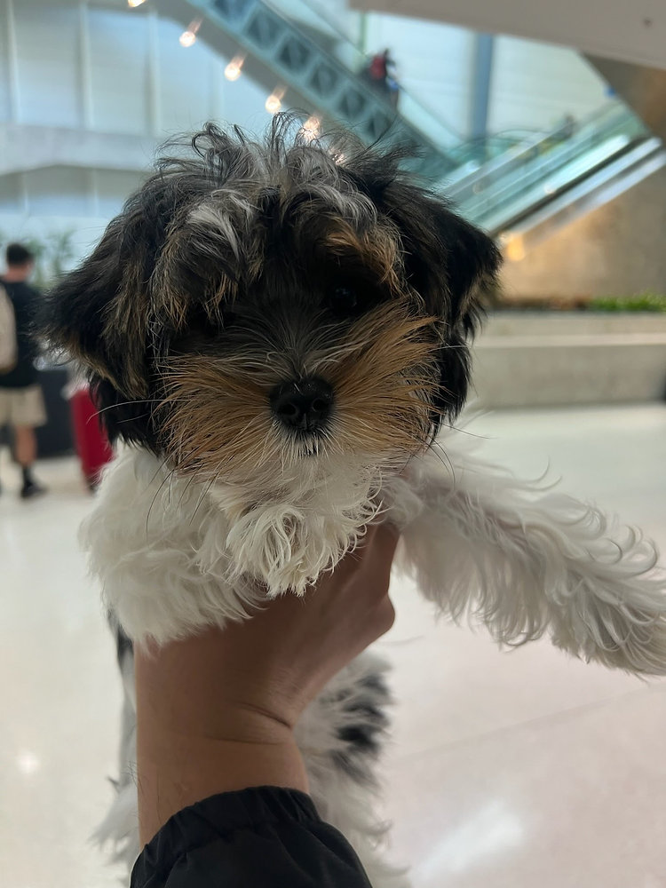 How Old Does a Puppy Need to Be to Fly?