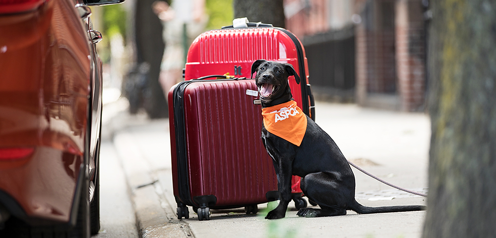 Pet Travel Tips: Do's and Don'ts for a Safe Journey