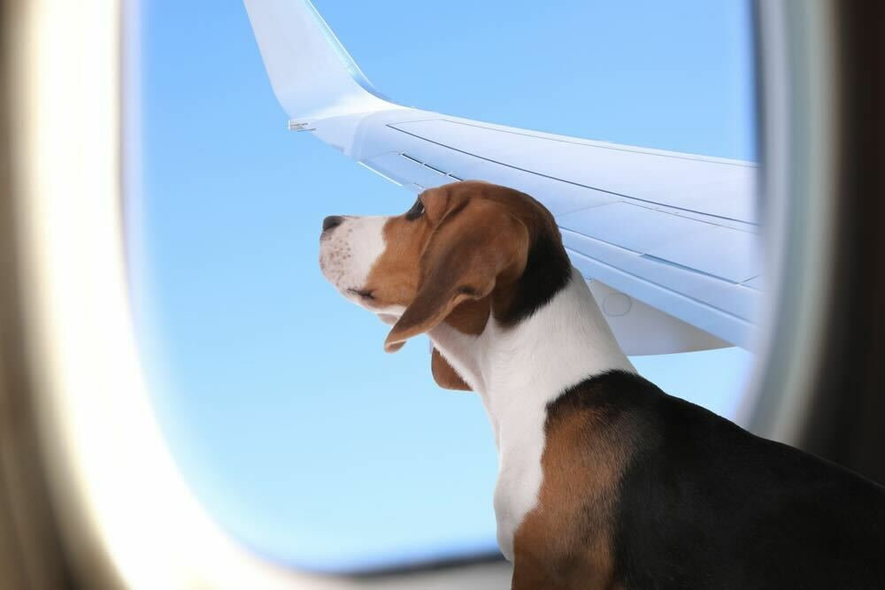 10 Airlines That Allow Pets in the Cabin to Ireland