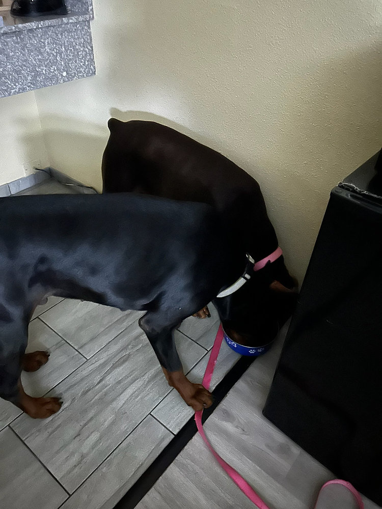Can Pets Eat During Ground Transport?