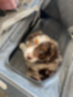 Puppy in a soft-sided travel carrier looking at the camera—ready for life away from their litter.