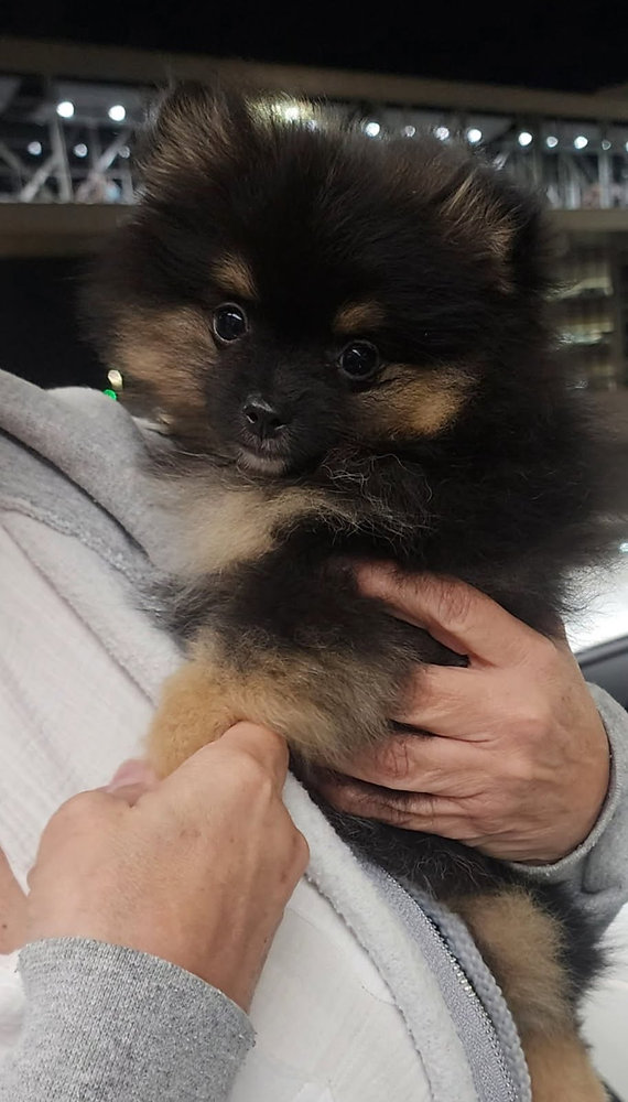 Can Pets Safely Fly on Red-Eye Flights?