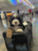 Puppy resting inside a travel carrier at the airport, ready for a flight.
