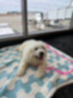 Small puppy laying on a soft blanket in an airport terminal before a flight