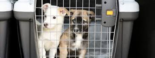 What Are the Quarantine Requirements for Pets?