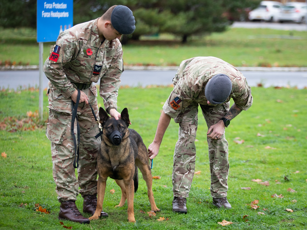 The Indispensable Benefits of Dogs in Military and Police Operations