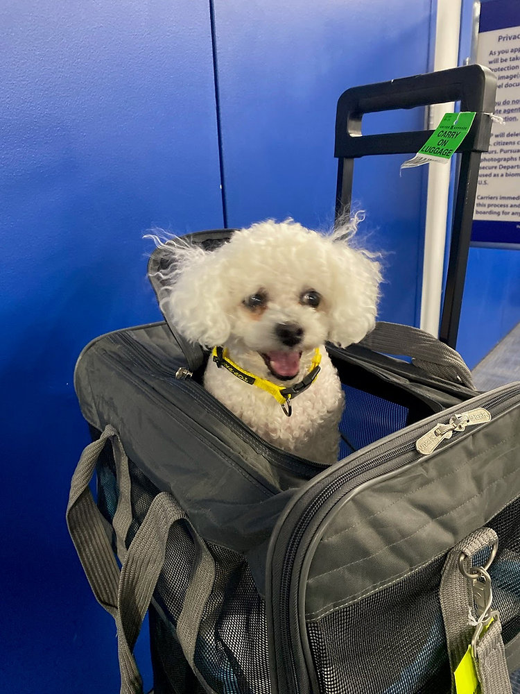 Do Pet Transporters Use GPS Tracking?