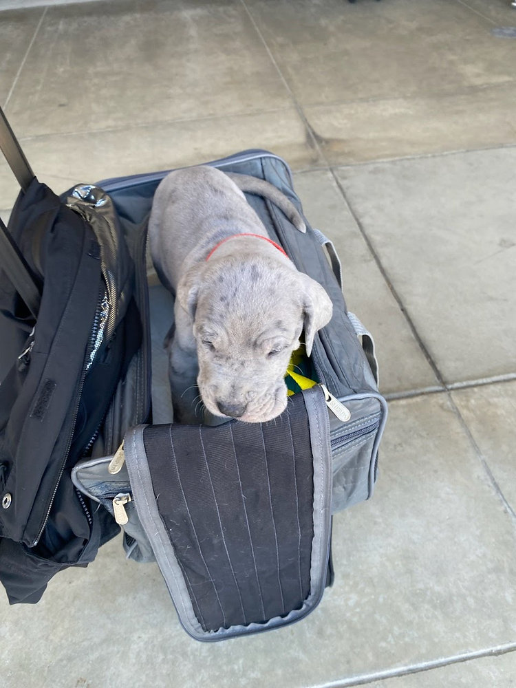 Can You Schedule Pet Transport in Advance?