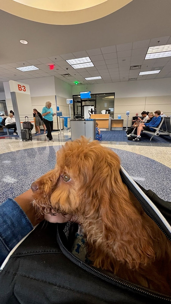 How do Flight Nannies Keep Pets Calm in Crowded Terminals?