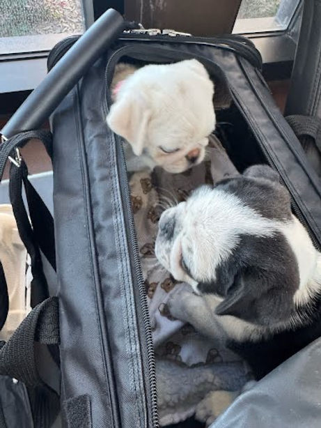 Do flight nannies ever travel with multiple pets at once?