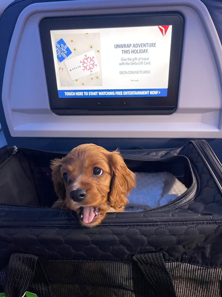 Is flying stressful for pets?