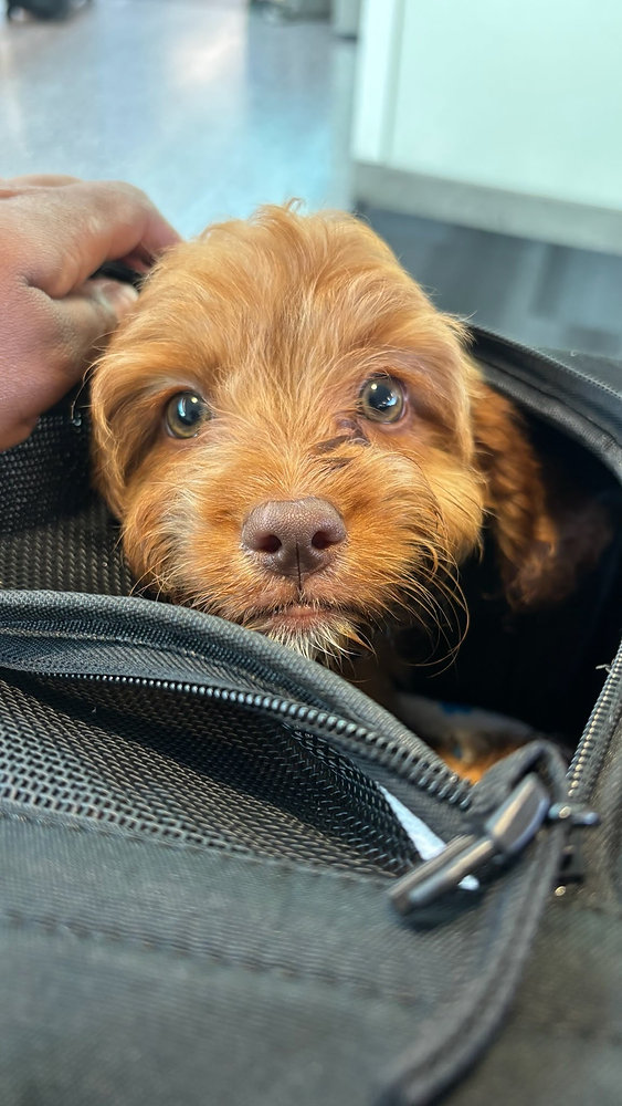 What Is the Minimum Age for Puppies to Fly?
