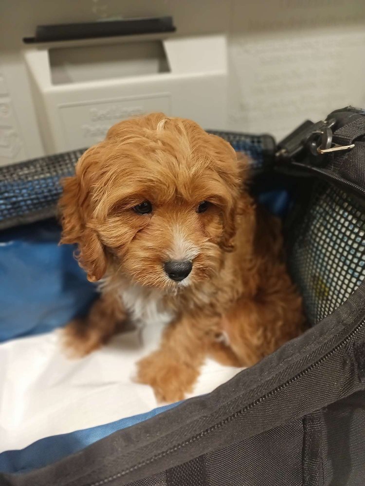 What Is the Pet Age Limit to Fly with Delta Airlines?