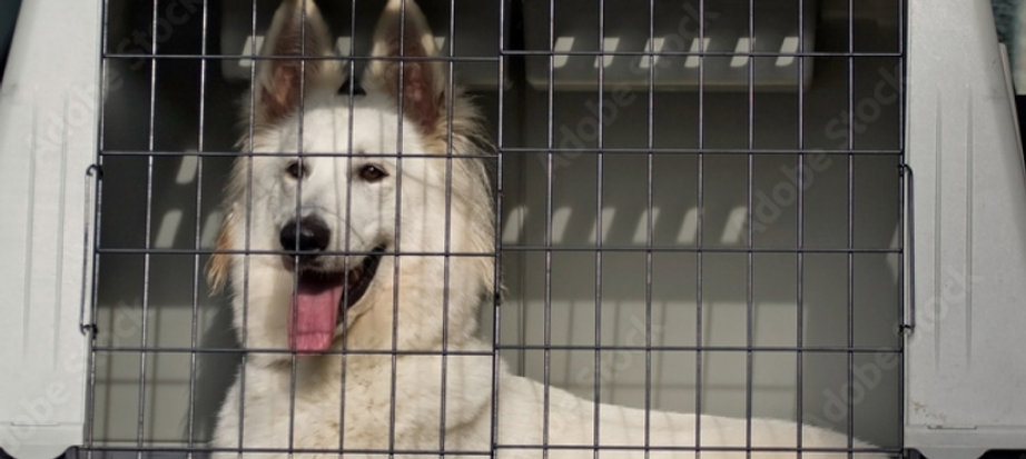 What is the difference between "Checked Pet" and "Cargo" transportation?
